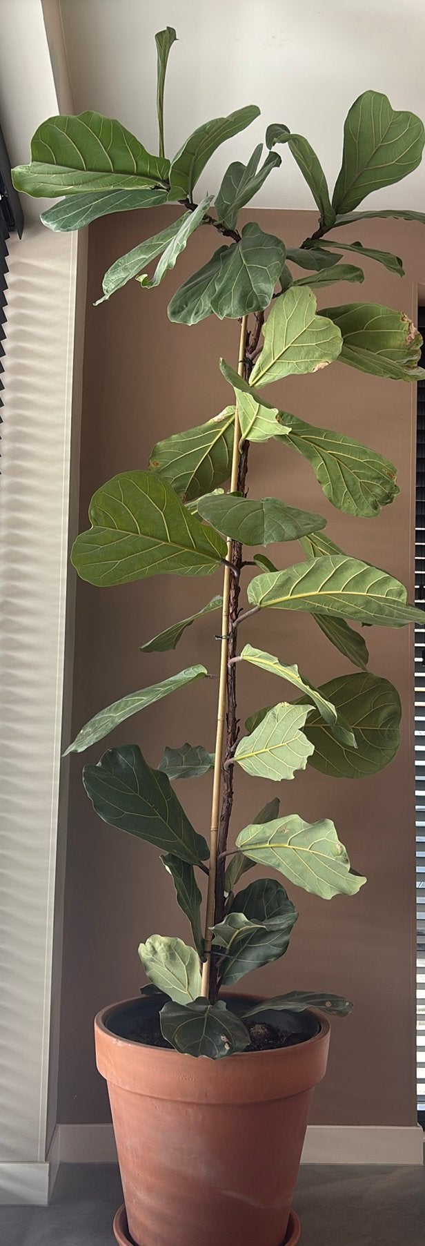 Grote Ficus Lyrata / Tabaksplant 240 cm hoog, Huis en Inrichting, Kamerplanten, Ophalen, Halfschaduw, 200 cm of meer