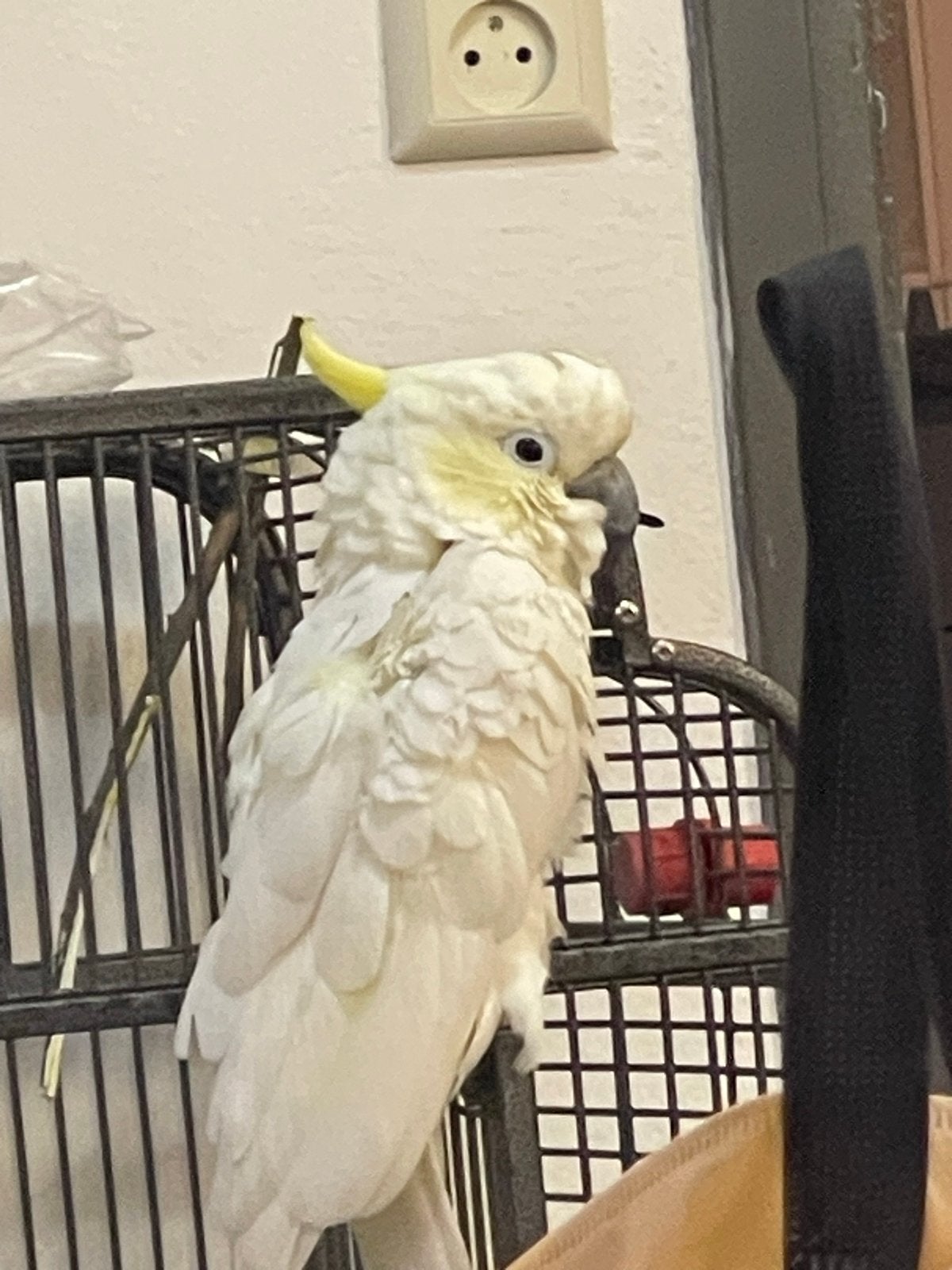 Witte kaketoe