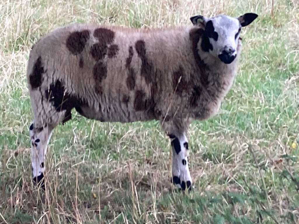 Mooie bonte zwoegervrije dekram, Dieren en Toebehoren, Schapen, Geiten en Varkens, Mannelijk, Schaap, 0 tot 2 jaar