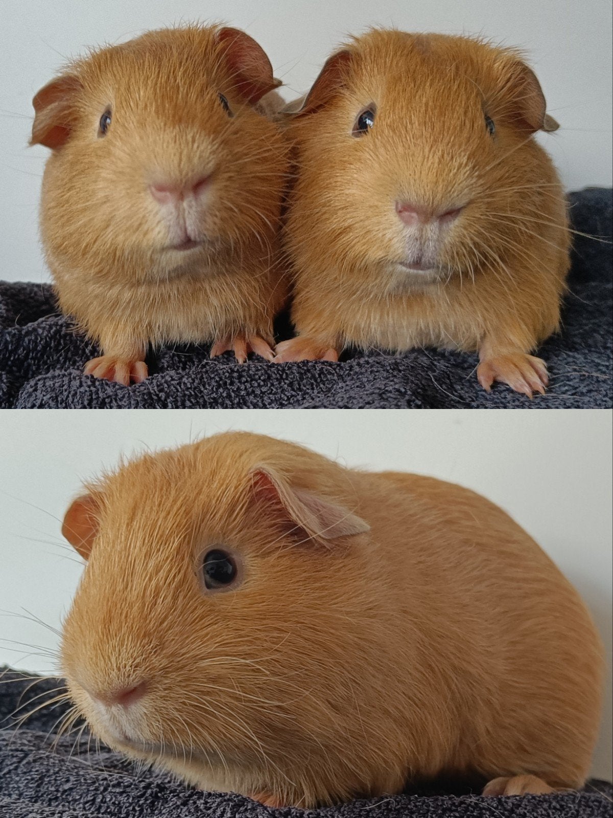 Twee mooie gladhaar broertjes, samen €10,-, Januari, Mannelijk, Cavia