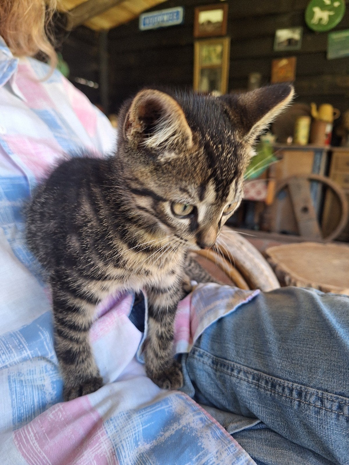 Kittens te koop