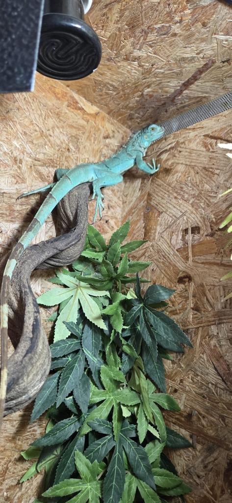 Blauwe leguanen, Dieren en Toebehoren, Reptielen en Amfibieën, Hagedis, 0 tot 2 jaar