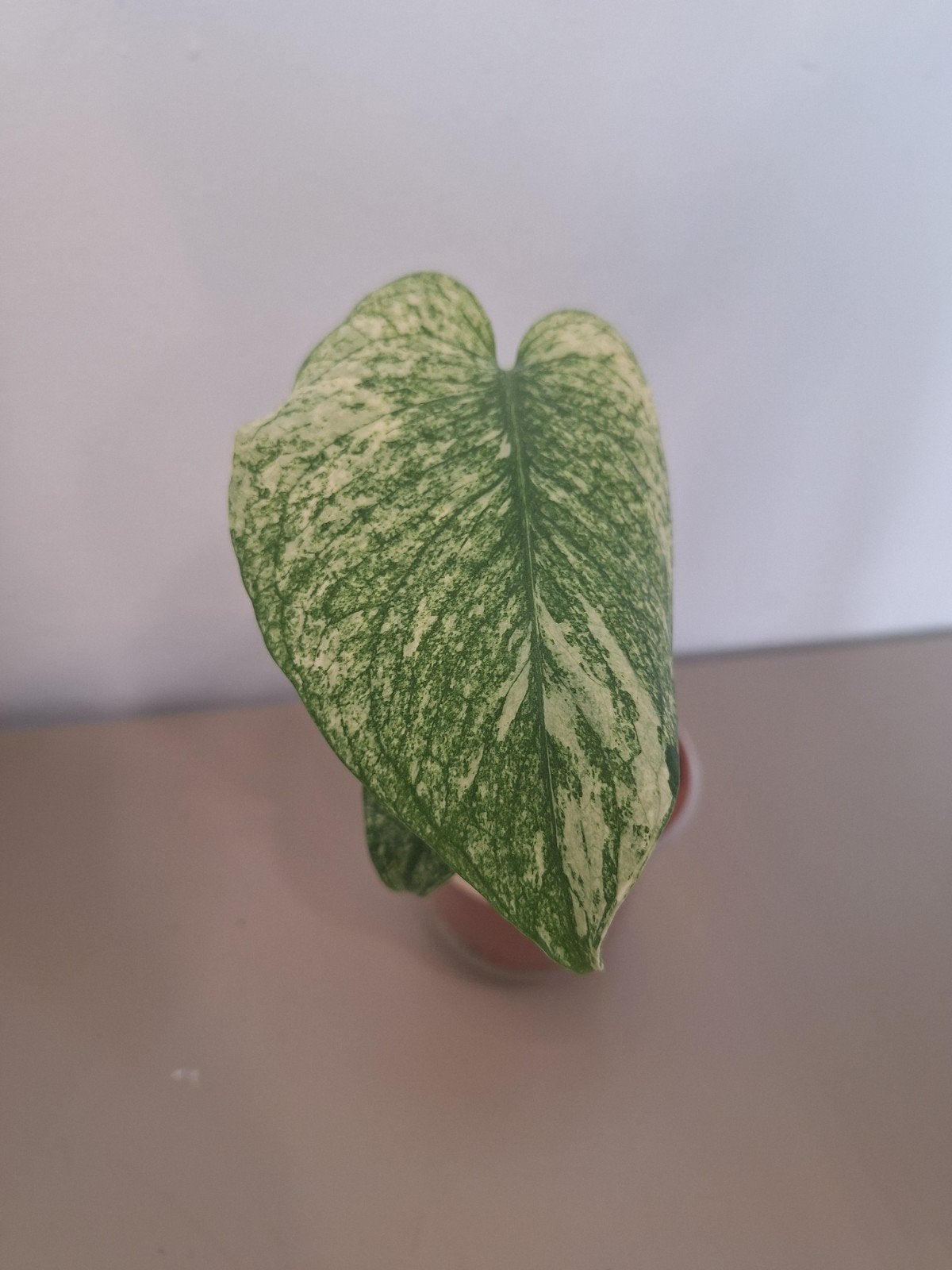 Monstera Mint Variegata, Verzenden, Halfschaduw, Minder dan 100 cm