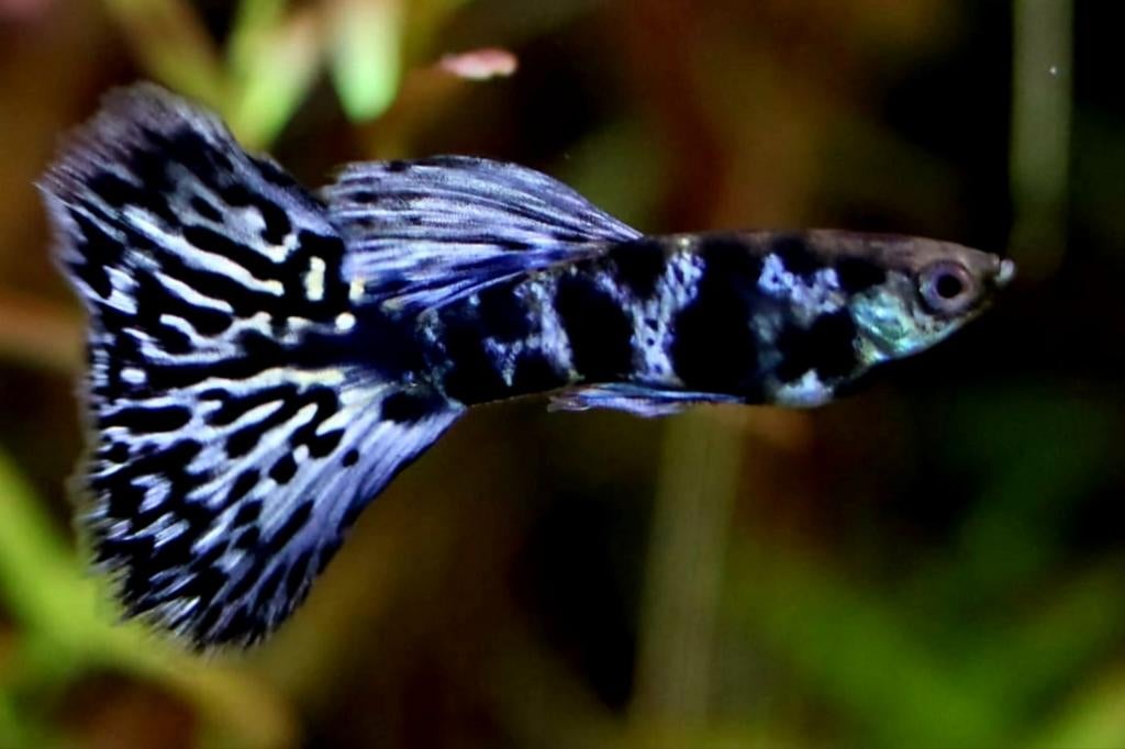 Blue tiger guppen., Vis