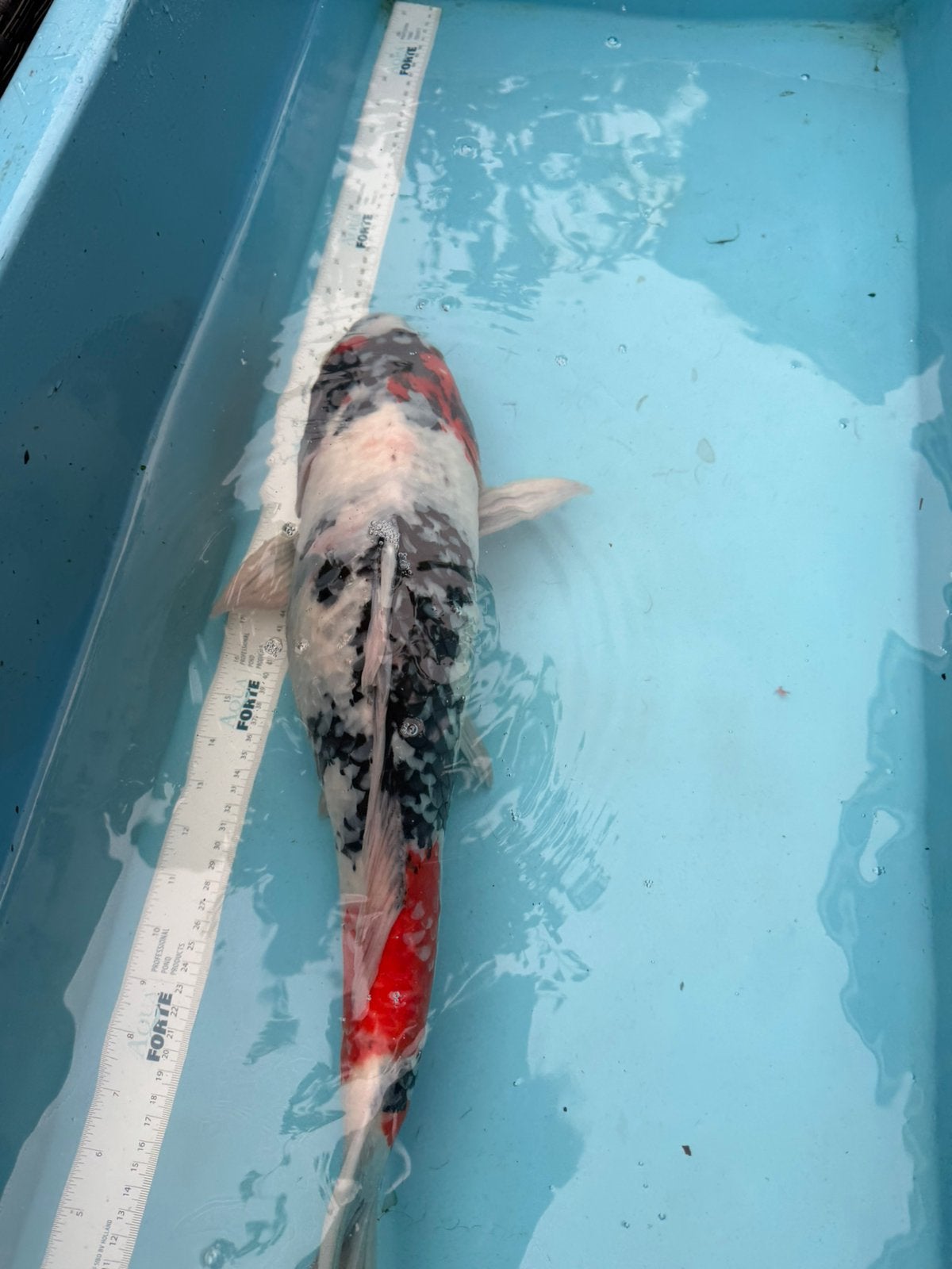 Showa, Dieren en Toebehoren, Karper of Koi