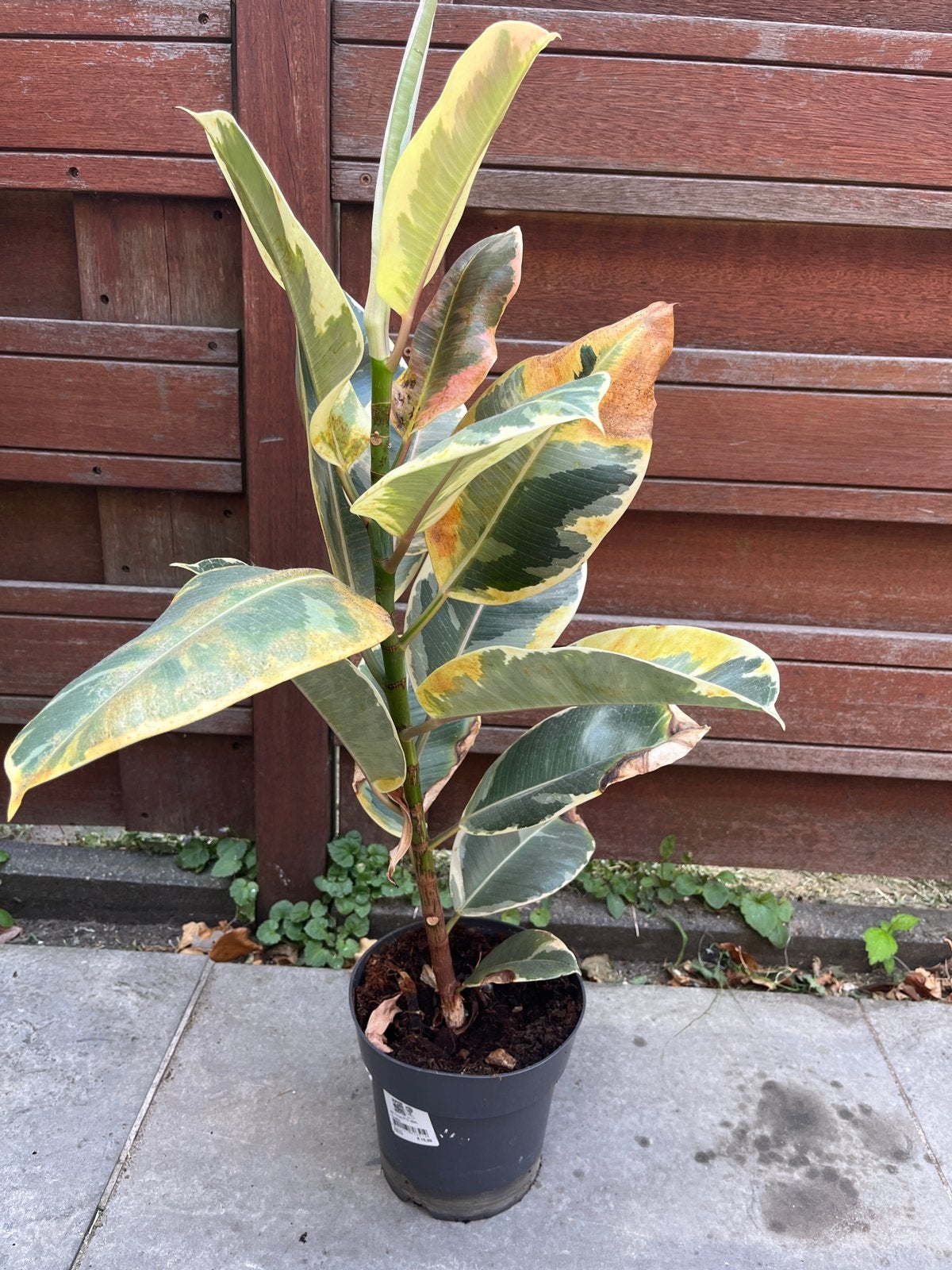 Ficus, Huis en Inrichting, Kamerplanten, Ficus, Minder dan 100 cm, Groene kamerplant, Halfschaduw