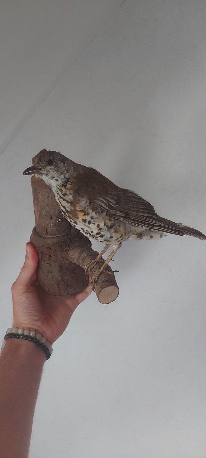 Opgezette zanglijster vogel opgezet, Verzamelen, Dierenverzamelingen, Ophalen of Verzenden, Zo goed als nieuw, Vogel, Opgezet dier