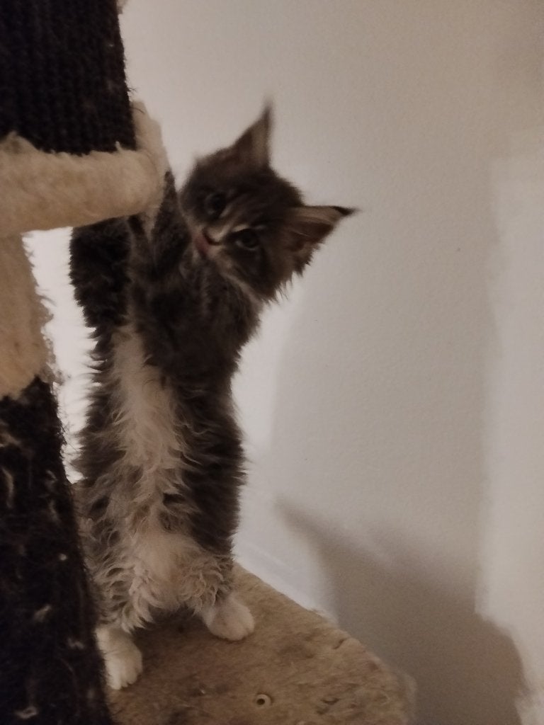 Russische Maine Coon kittens Met stamboom, Dieren en Toebehoren, Katten en Kittens | Raskatten | Langhaar, Meerdere dieren, Met stamboom