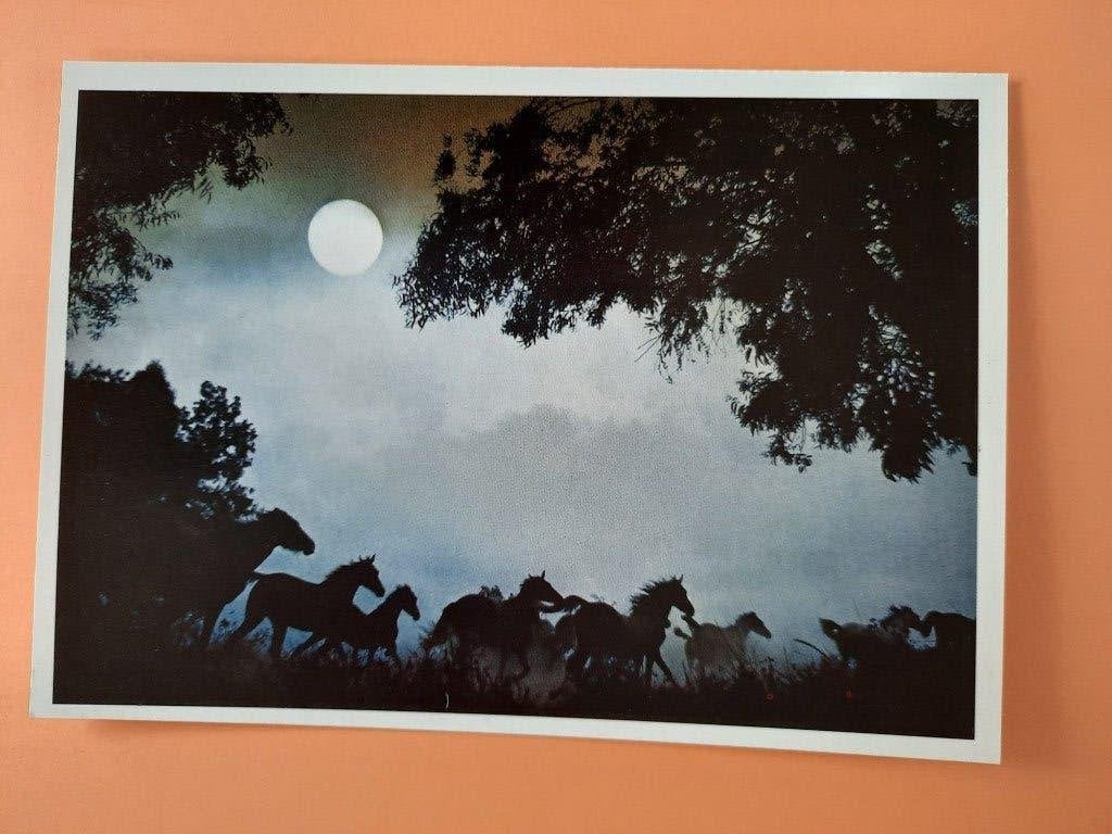 ansichtkaart kaart paard veulen, Verzamelen, Ophalen, 1980 tot heden, Ongelopen, Paard