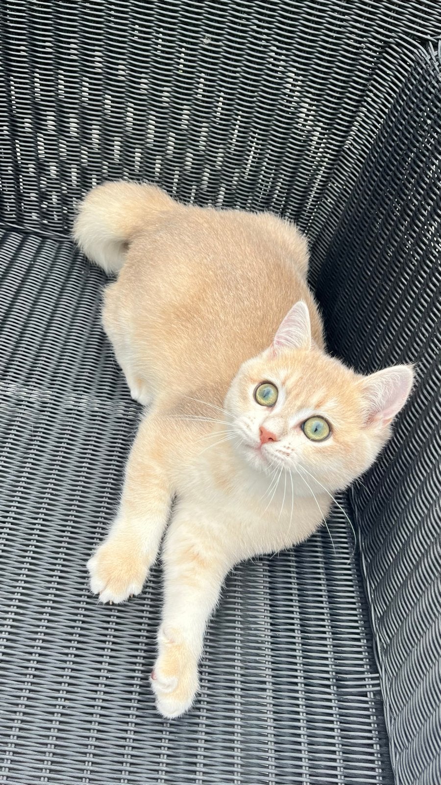 Britse korthaar kitten (katertje)met stamboom, Dieren en Toebehoren