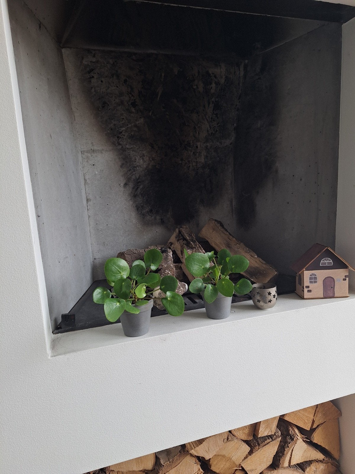 Mini-pannenkoekenplantjes in potje, Ophalen of Verzenden, In pot, Minder dan 100 cm