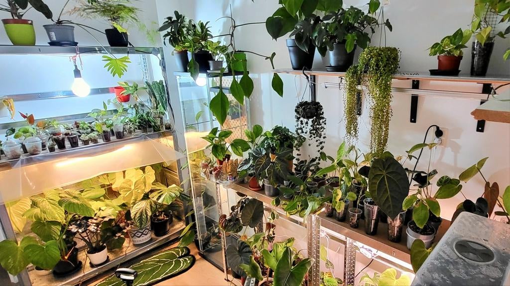 Kamerplanten (philo, anthurium, syngonium, hoya), Ophalen of Verzenden, Halfschaduw, Minder dan 100 cm