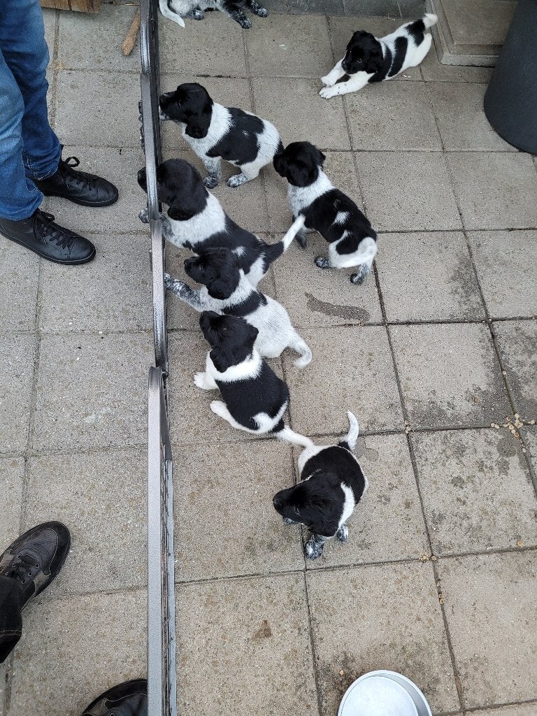 friese stabij pups, Overige rassen, 8 tot 15 weken, Parvo, Meerdere