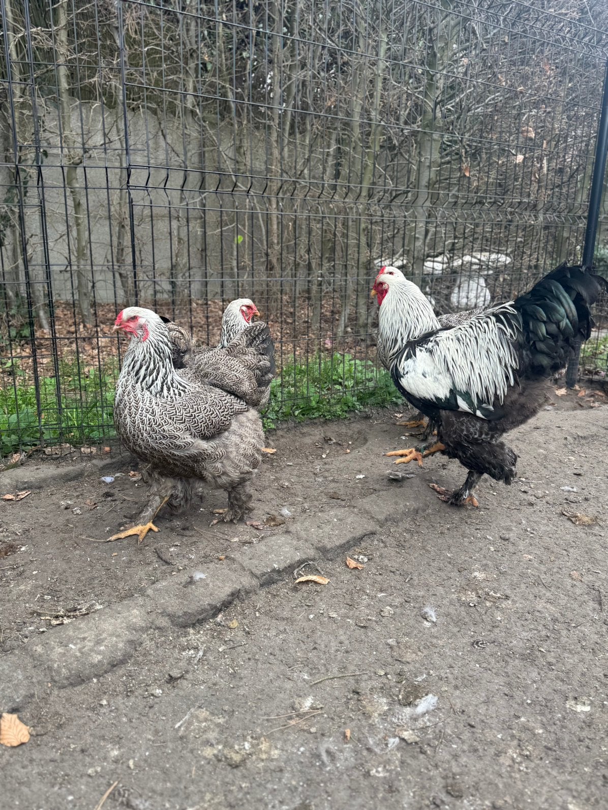 Brahma groothoender hennen meerdere kleuren, Dieren en Toebehoren, Vrouwelijk, Kip