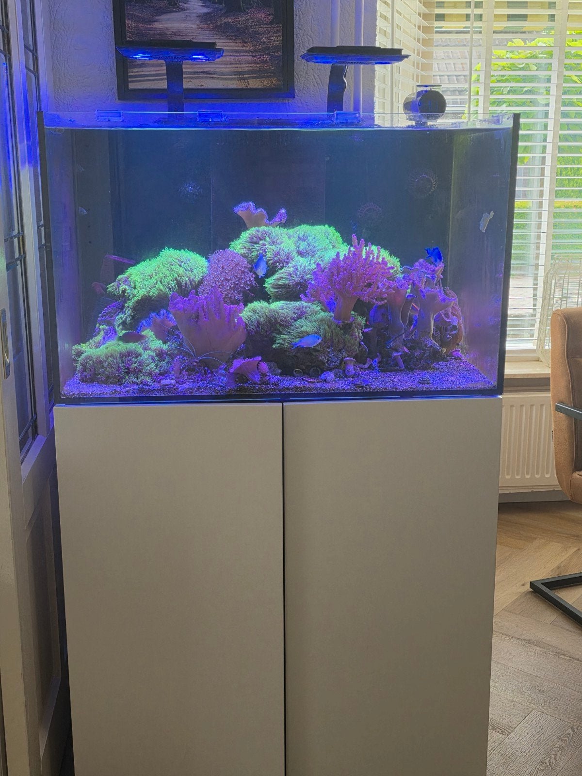 Zee aquarium waterbox 100.3 compleet, Ophalen, Gevuld zeewateraquarium