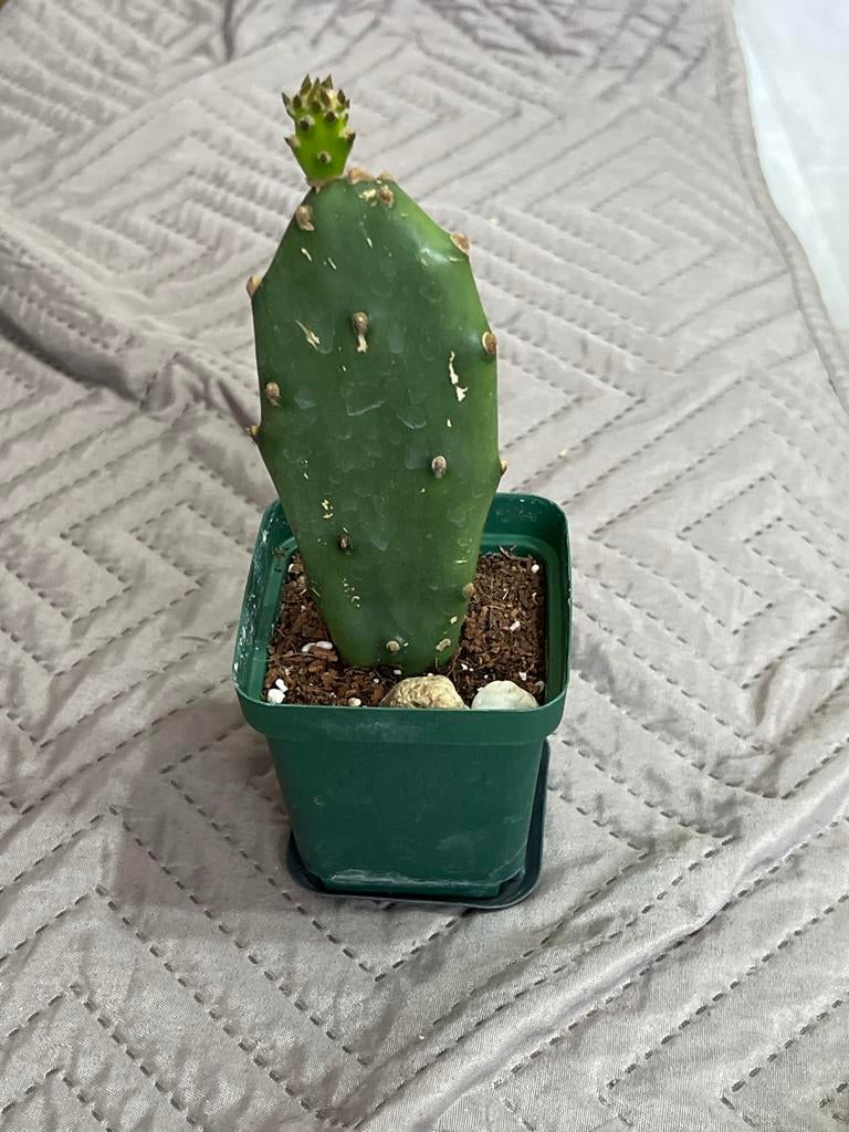 Opuntia cactus - Prickly Pear cactus, Overige soorten, Volle zon, Vaste plant, Ophalen of Verzenden