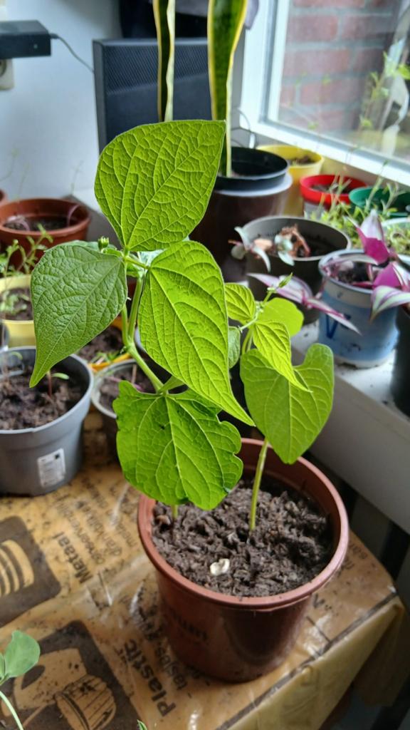 Verse Sperziebonen Plantjes - Klaar om te planten!, Ophalen, Volle zon, Groenteplanten, Eenjarig
