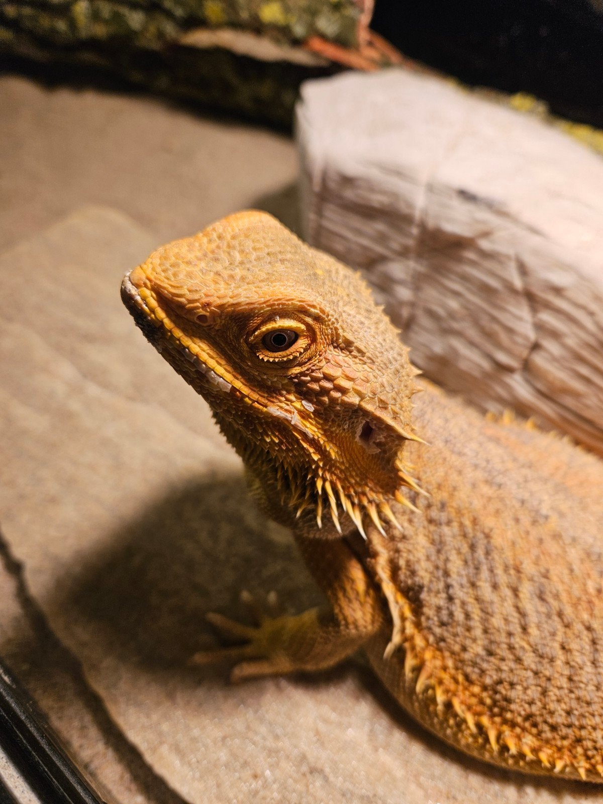 Baardagaam - Vrouw - Oranje - INCL Terrarium 100-40-50. Bearded Dragon photo 4