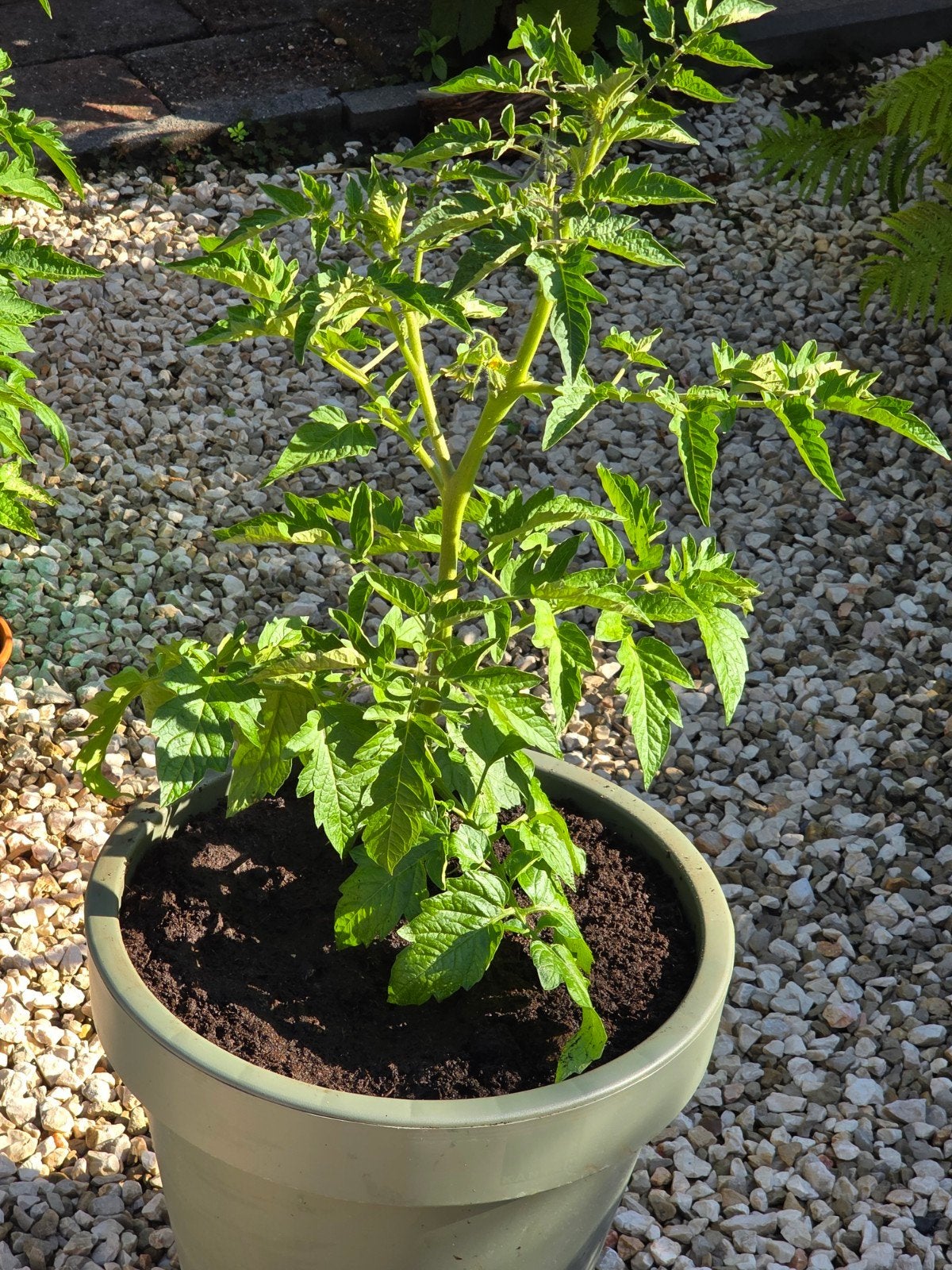 Hele mooie tomatenplant, Ophalen, Eenjarig, Groenteplanten, Volle zon