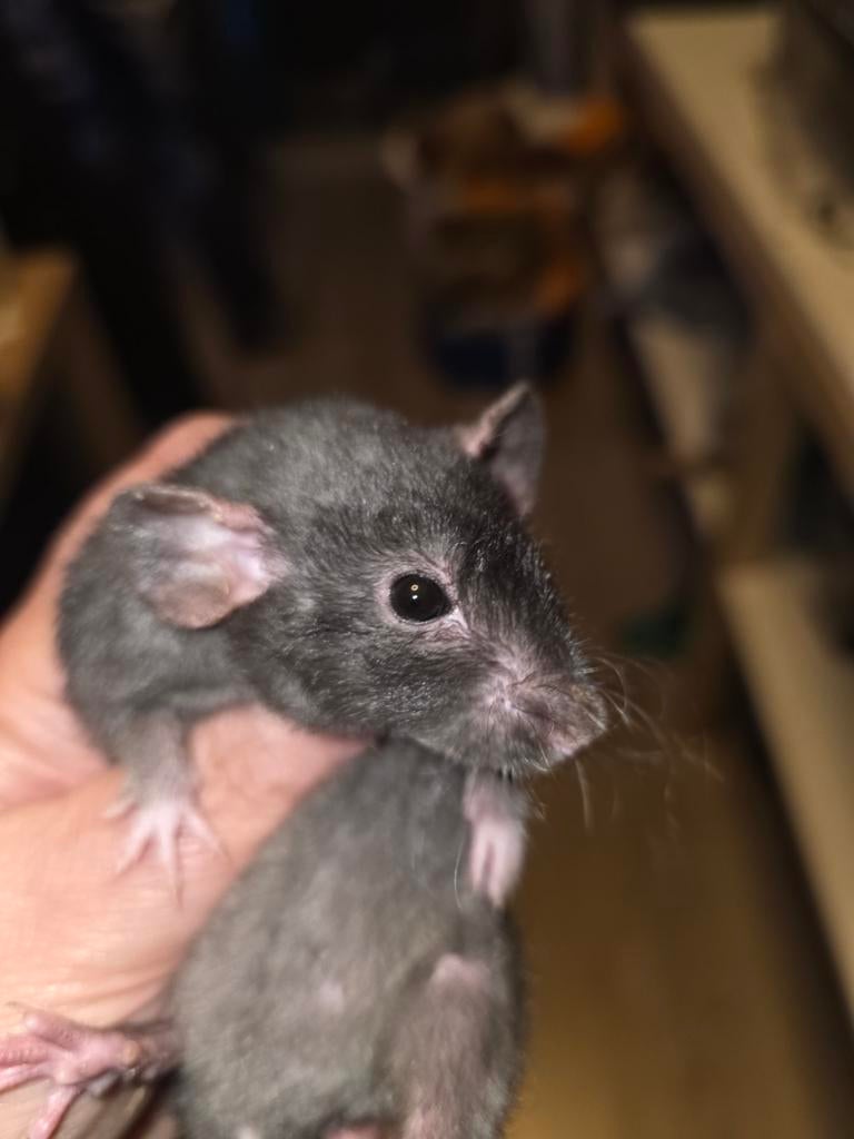 Tamme rat vrouw rex zwart nr 6, Dieren en Toebehoren, Rat, Maart, Vrouwelijk, Tam