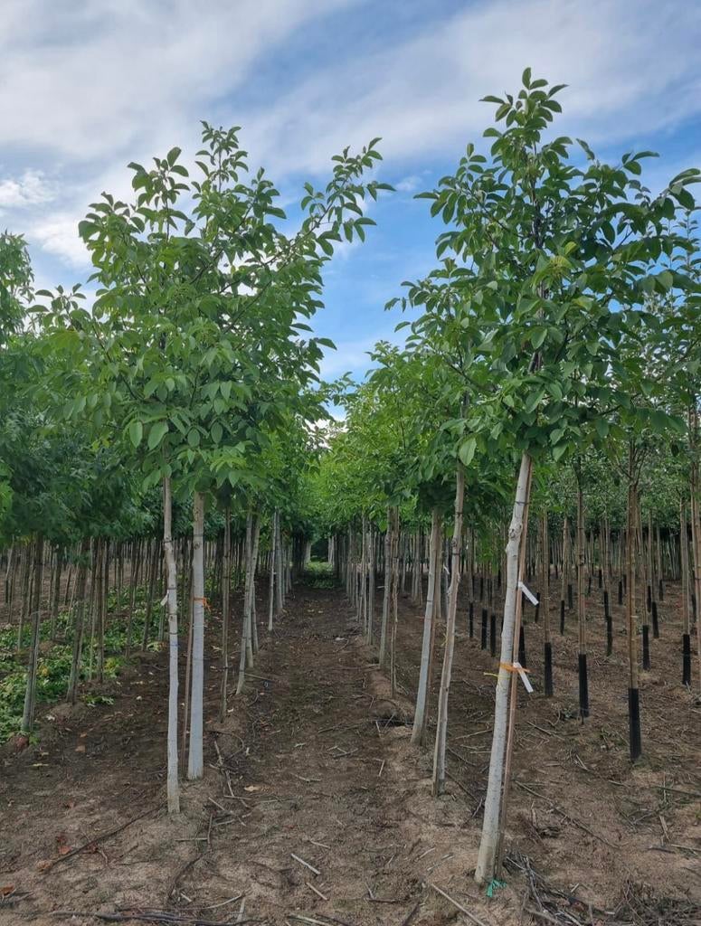 Notenbomen juglans regia in soorten en maten, Ophalen of Verzenden, Volle zon, Overige soorten