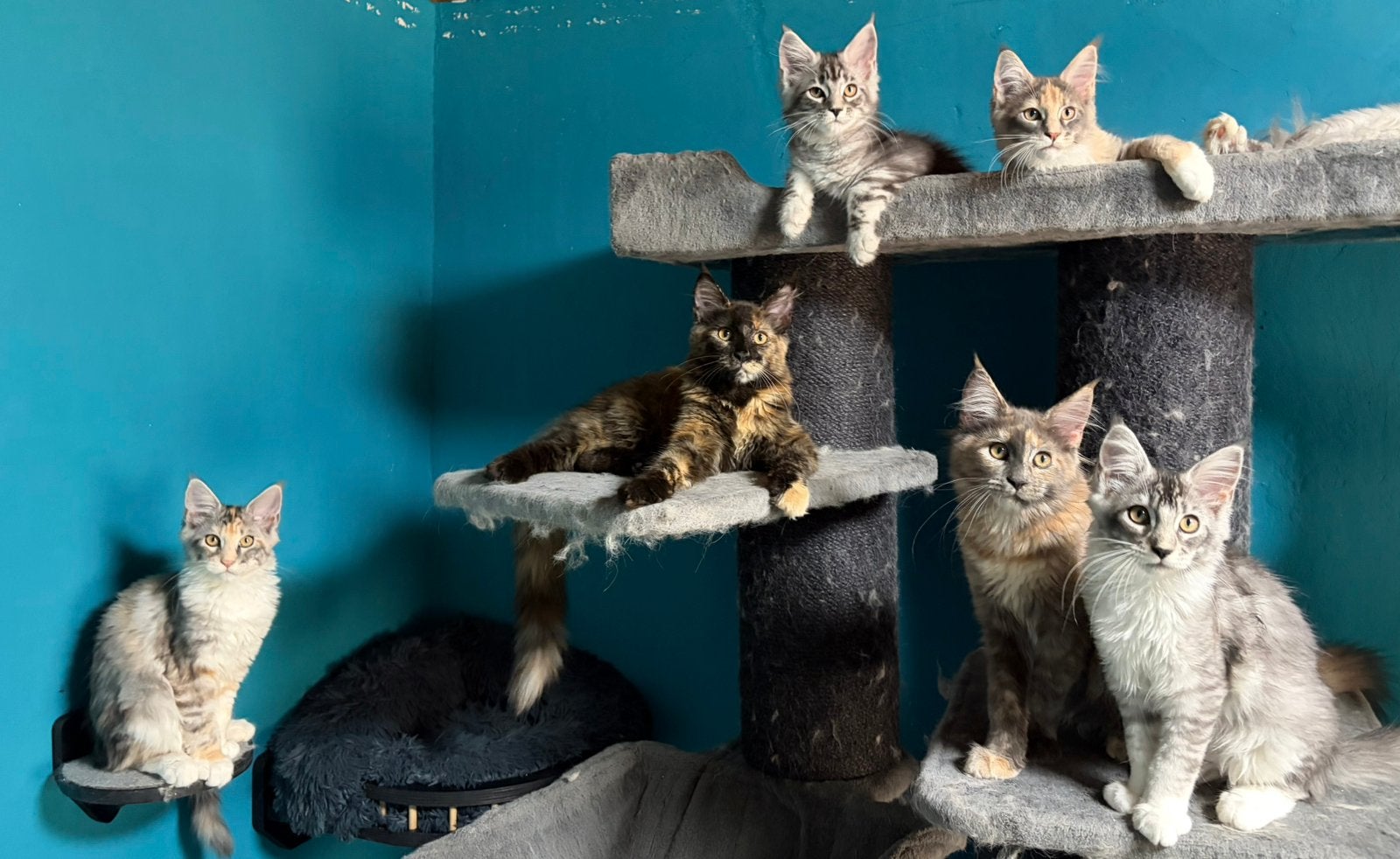 Maine Coon Kittens met Stamboom N/N op HCM/PKD/SMA main coon, Meerdere dieren, Met stamboom