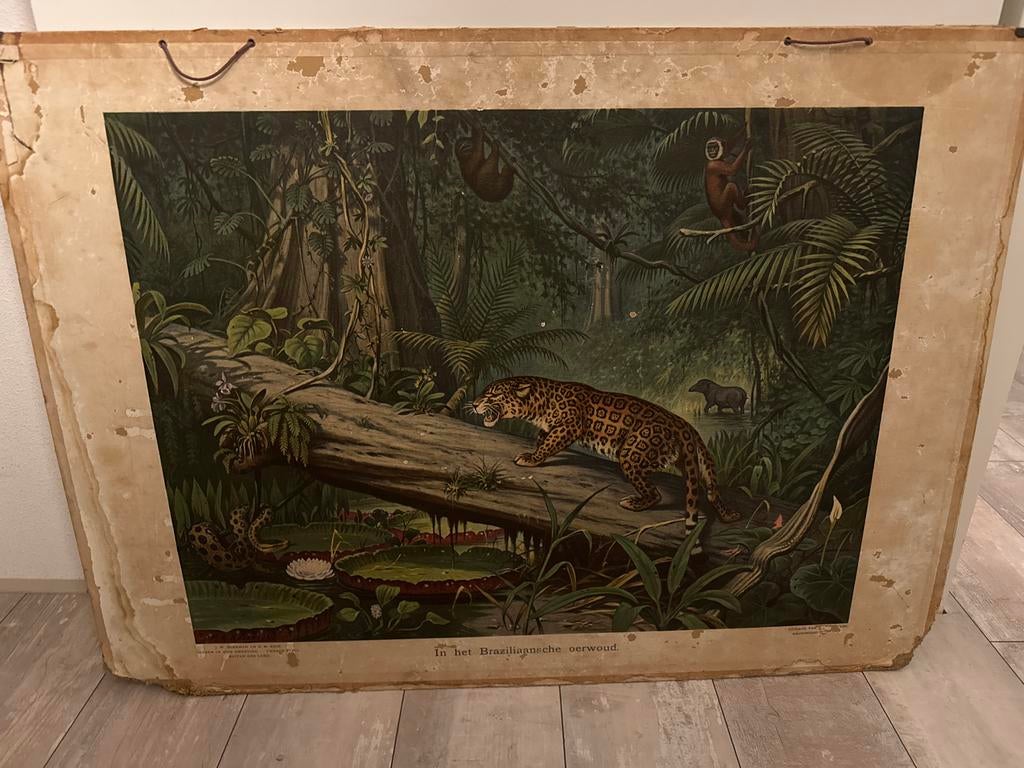 Oude Antieke Schoolplaat - Natuur en Biologie, Antiek en Kunst, Ophalen, Natuur en Biologie
