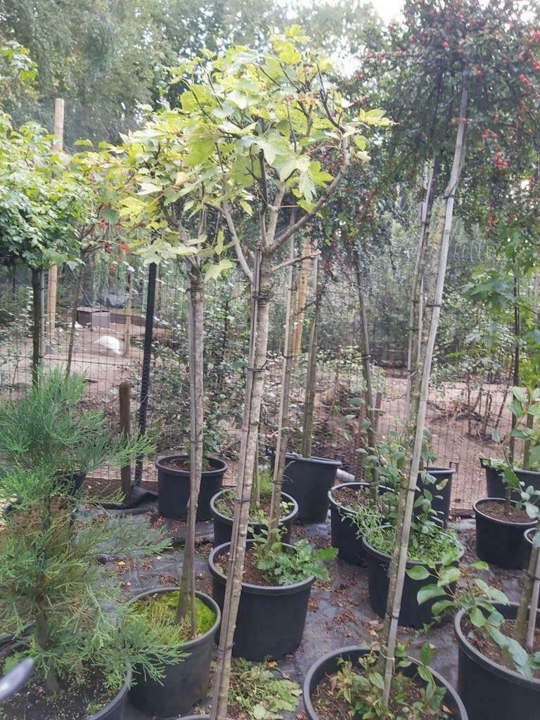 Acer brillantissimum, Vaste plant, Halfschaduw, Zomer, Ophalen