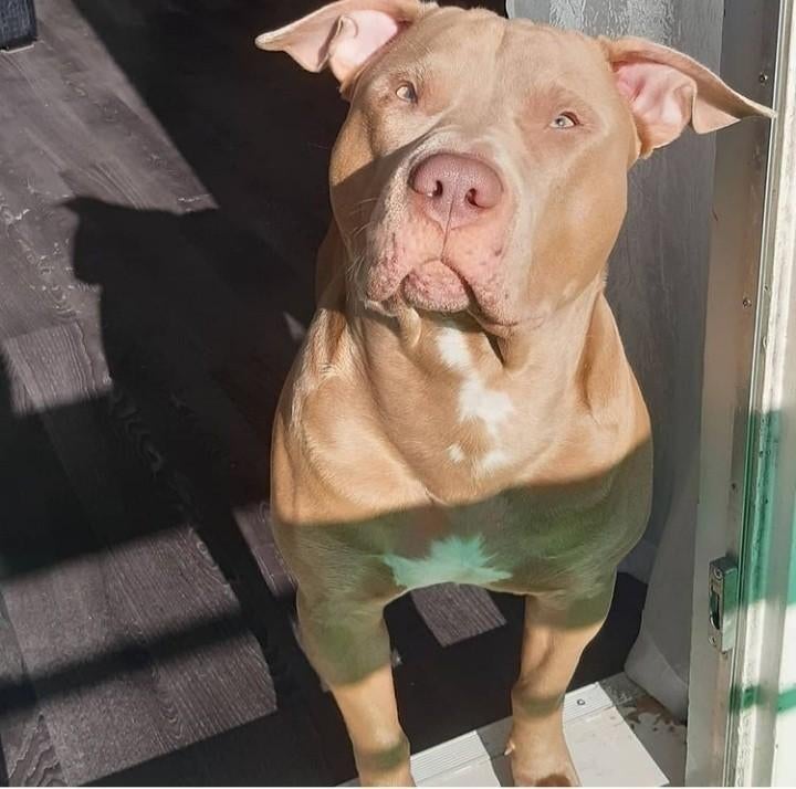 Pitbull stafford dekreu, Dieren en Toebehoren, Honden | Dekreuen, Reu, Particulier, Eén hond, Nederland, 1 tot 2 jaar, CDV (hondenziekte)