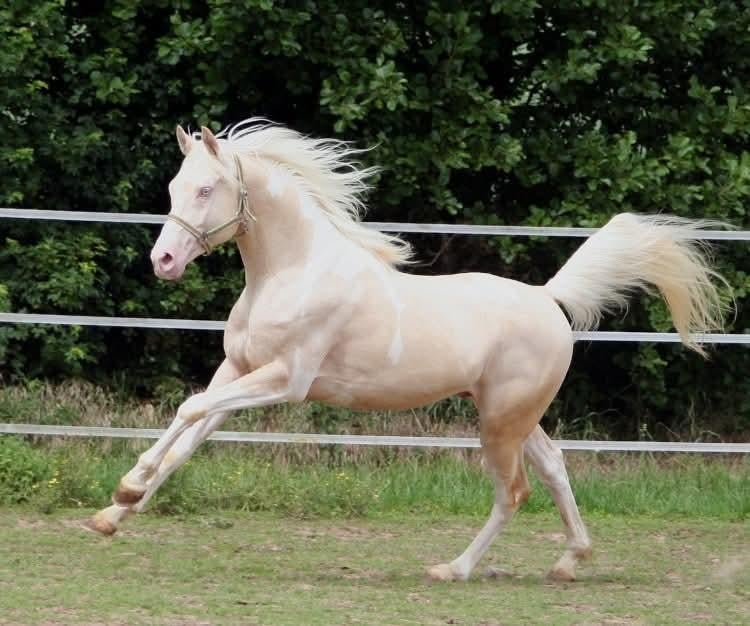 Cremello tobiano (bonte) hengst ter dekking!!, Hengst