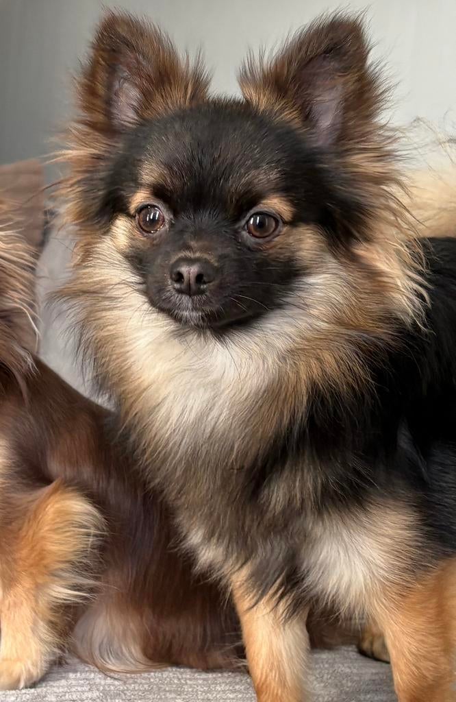Chihuahua dekreu ter dekking aangeboden (niet te koop!), Dieren en Toebehoren, Parvo, Reu, 1 tot 2 jaar, Eén hond