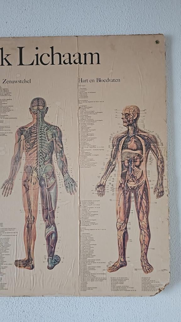 Oude poster van het menselijk lichaam, Ophalen of Verzenden, Zo goed als nieuw