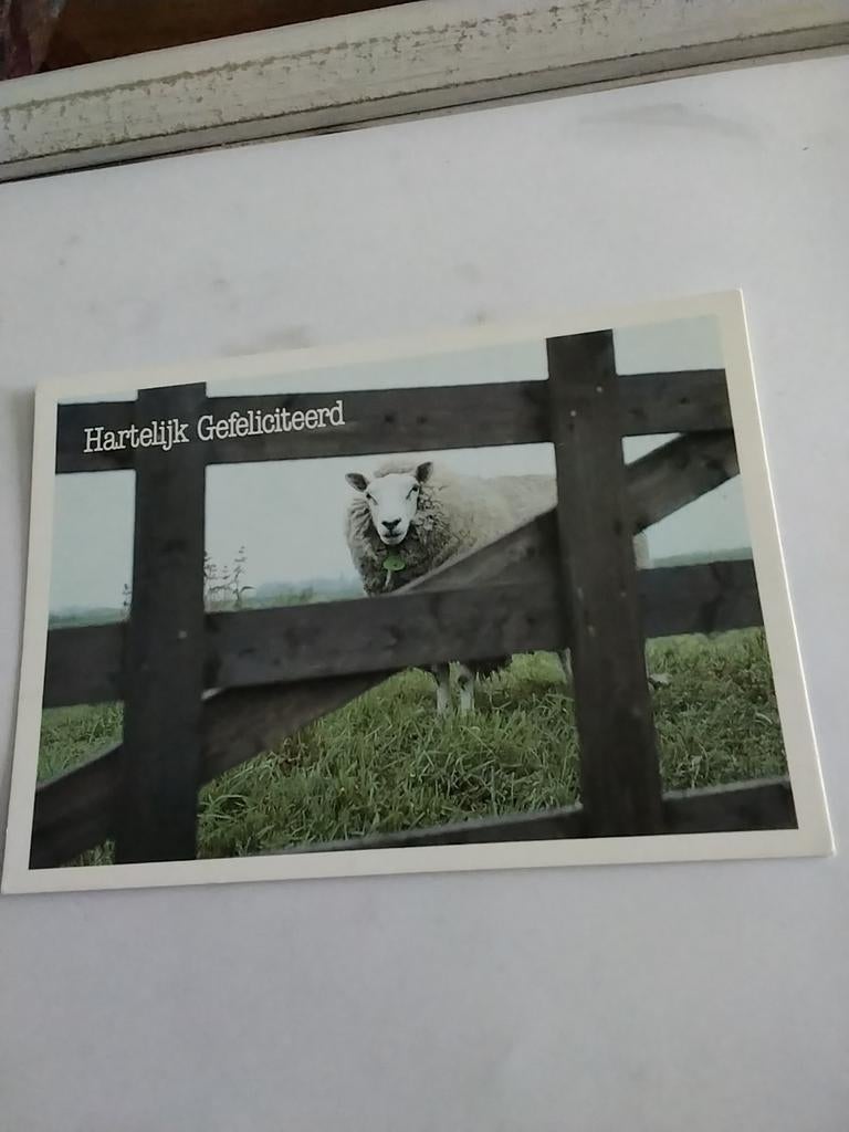 SCHAAP. BIJ HEK, Ophalen of Verzenden, 1940 tot 1960, Feest(dag)