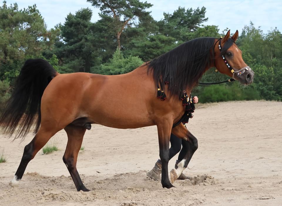 GGK Stempelhengst YANOUR HAYATI ox SPORT KEUR, Hengst