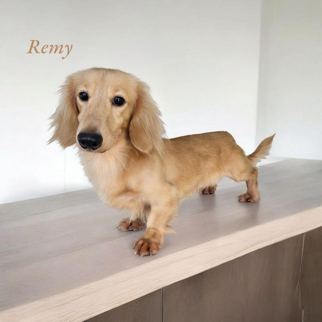 Cream crème blond teckel dekreutje ️‍️‍️‍️‍, Nederland, Reu, 1 tot 2 jaar, Parvo