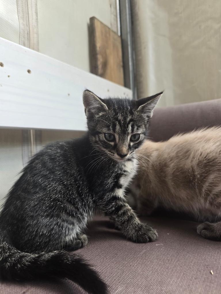 Mooie cypres kitten over, Dieren en Toebehoren, Katten en Kittens | Raskatten | Korthaar, Poes, Ontwormd, 0 tot 2 jaar