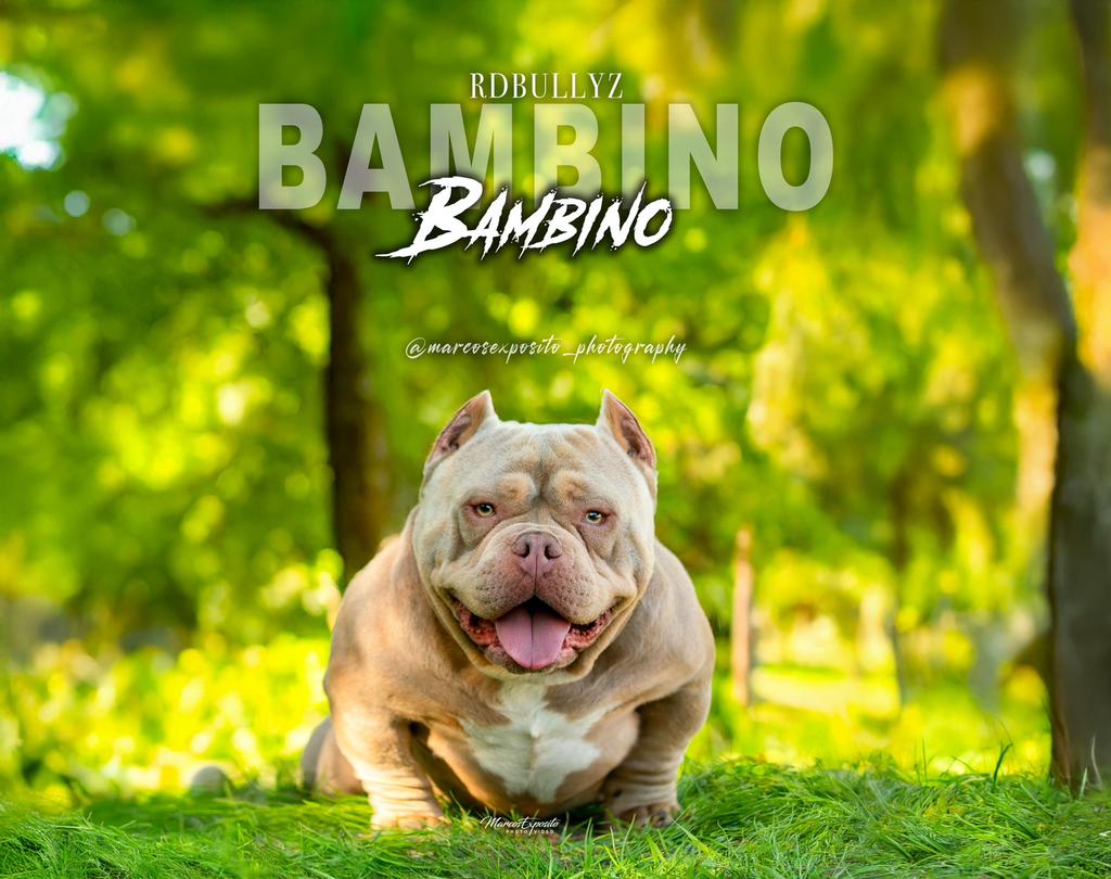American Bully - stud (clean, extreem, micro), Dieren en Toebehoren, 1 tot 2 jaar, Eén hond, CDV (hondenziekte), Nederland