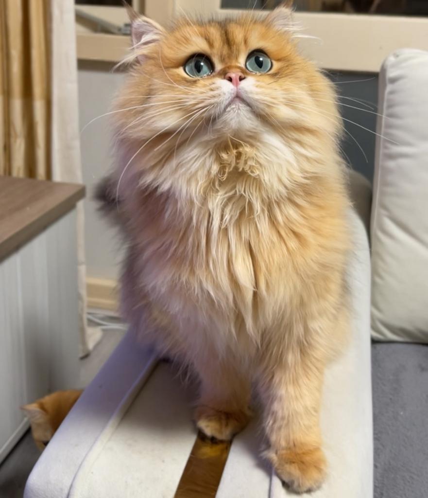 Britse langhaar dekkater