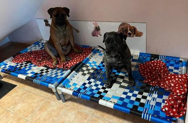 Hondenkussen ✅ hondenstretcher bench puppy dog bull, Dieren en Toebehoren, Verzenden, Zo goed als nieuw