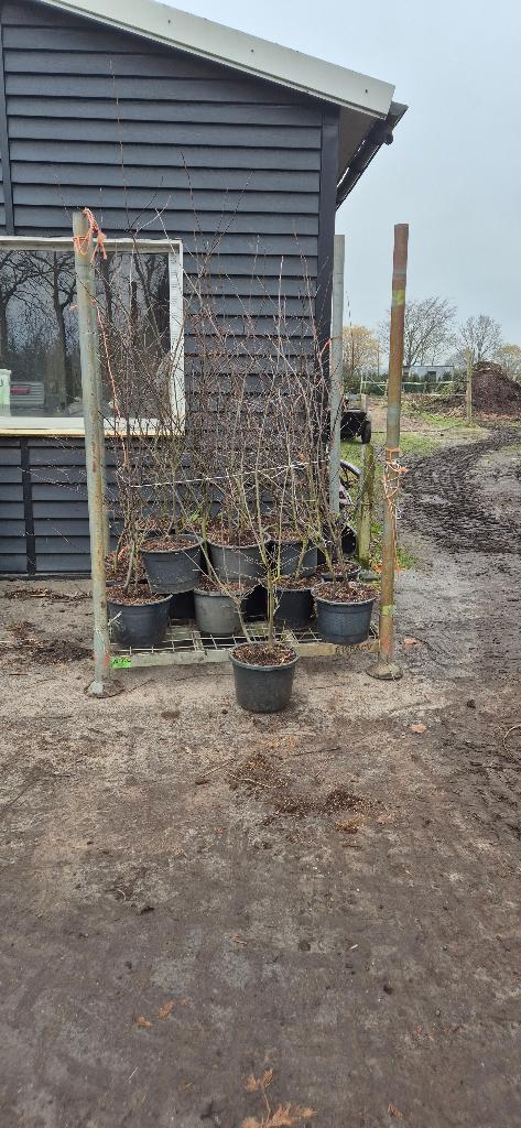Krentenstruik (Amelanchier lamarckii), Ophalen, Overige soorten, Struik, 100 tot 250 cm