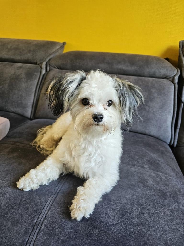 Dekreu Maltezer x Yorkshire Terriër, Dieren en Toebehoren, Reu, 1 tot 2 jaar, Eén hond, Nederland