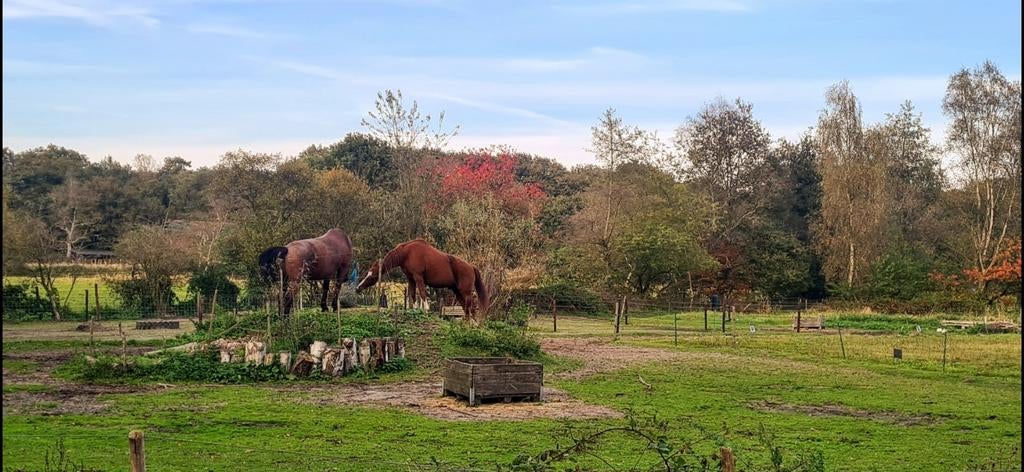 PAARDENMEST zonder stro, Ophalen, Mest