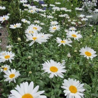 Margriet, Overige soorten, Volle zon, Vaste plant, Ophalen of Verzenden
