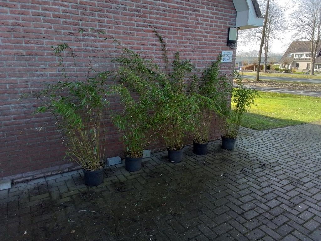 Fargesia Denudata Lancaster, niet woekerende bamboe, Tuin en Terras, Ophalen, Bamboe, Struik, 250 cm of meer