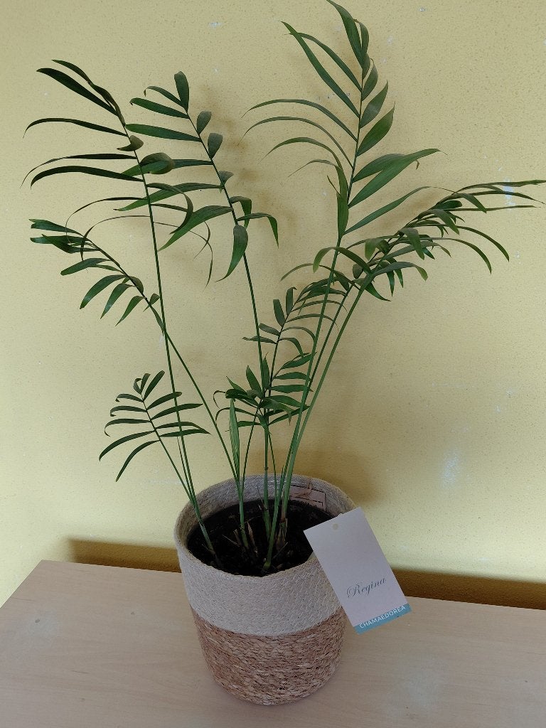 Groene kamerplant Palm met Terima Kasih zeegras mand, Ophalen, Palm, Halfschaduw, In pot