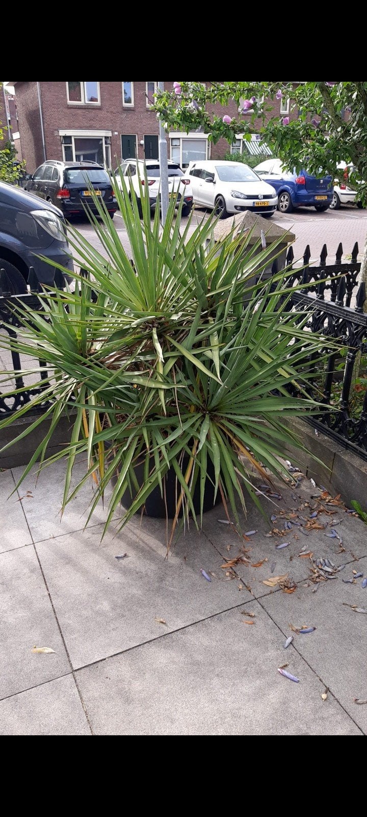 mooie yucca, Ophalen of Verzenden, Volle zon