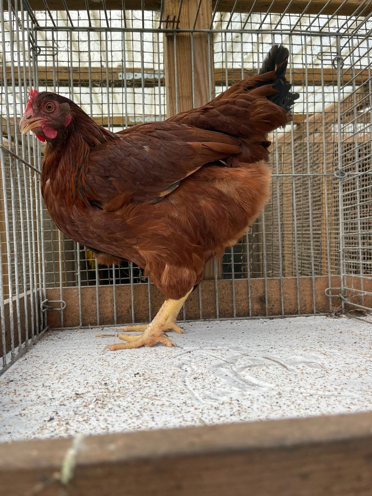 Barnevelder groot soort  mahonie, Dieren en Toebehoren, Meerdere dieren, Kip