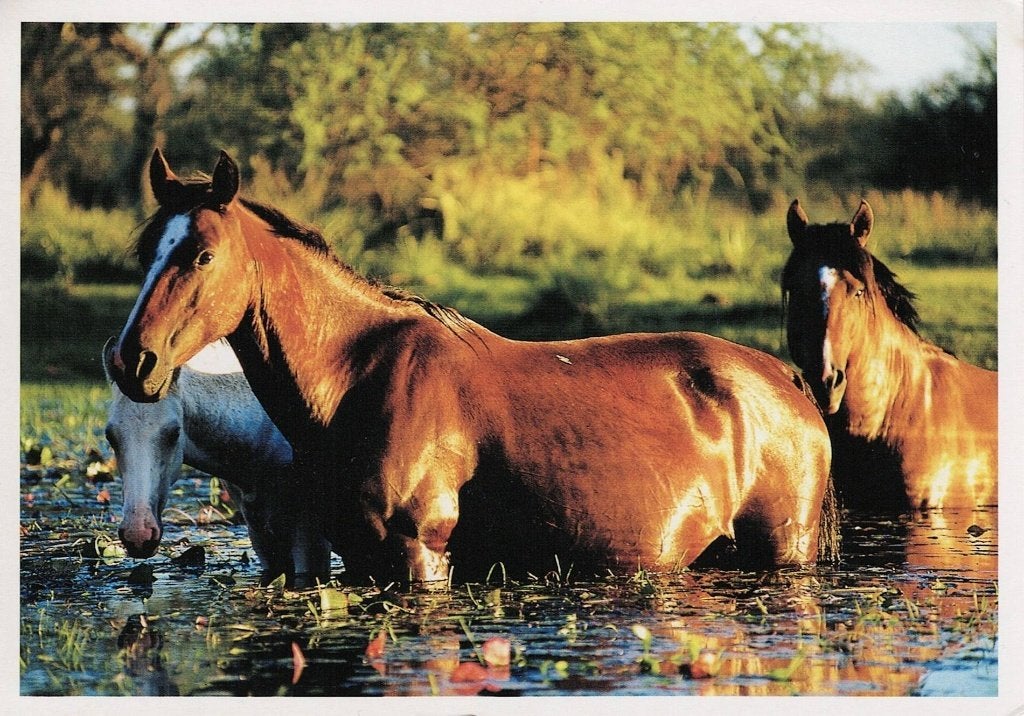 3 paarden lopen door het water 106, Verzenden, 1980 tot heden, Ongelopen, Paard