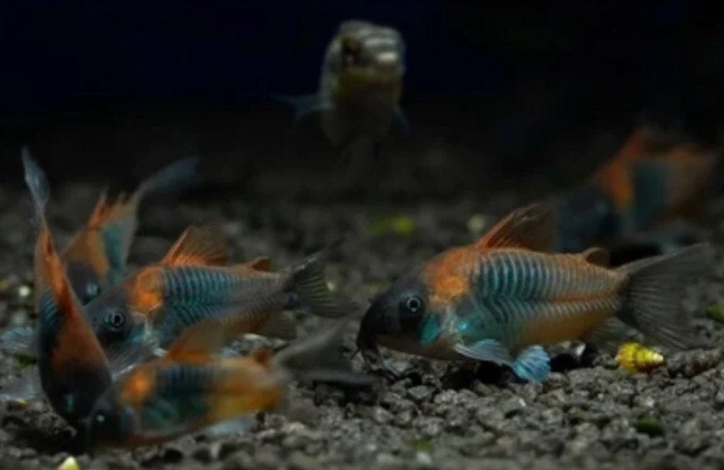 Corydoras Orange Venezuelanus, Dieren en Toebehoren, Vis, Zoetwatervis, Schoolvis