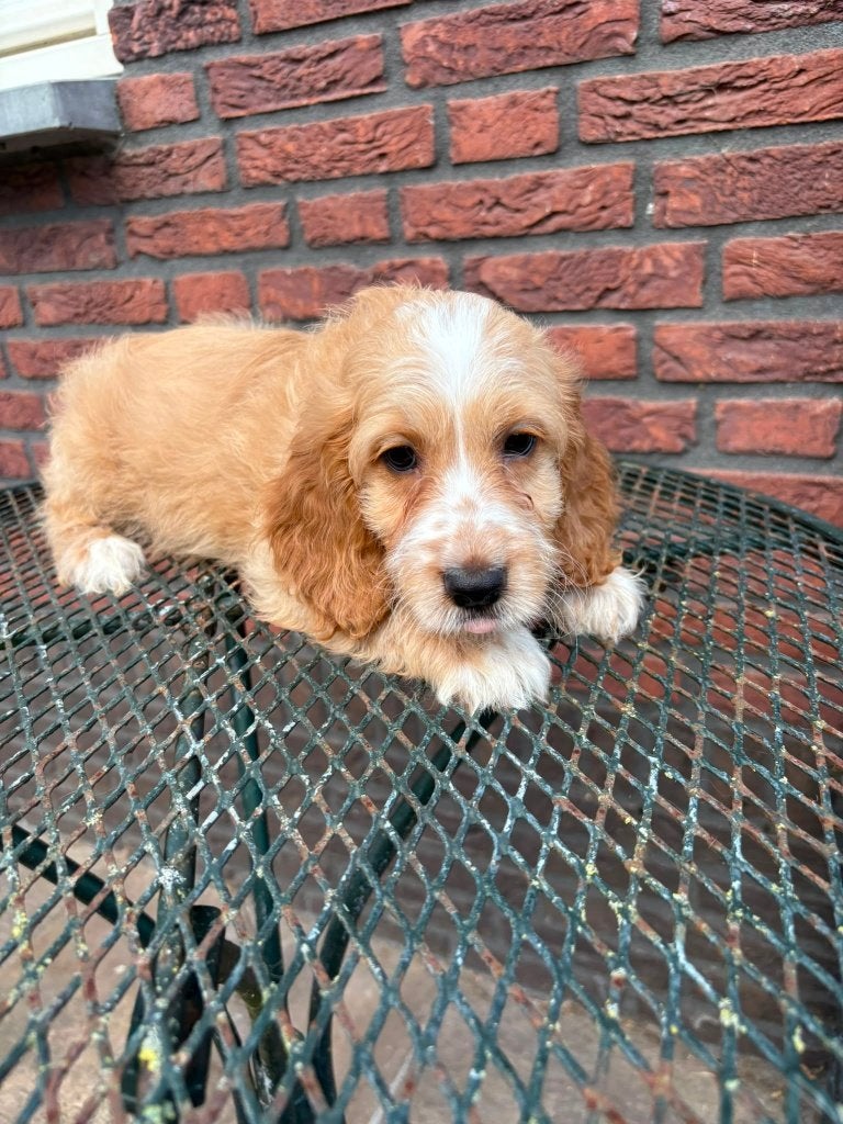 Cockapoo reutje – geboren op 22 juni 2026, Reu, CDV (hondenziekte), 8 tot 15 weken, Meerdere